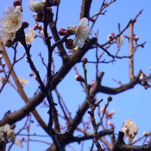 「初春の慶び」