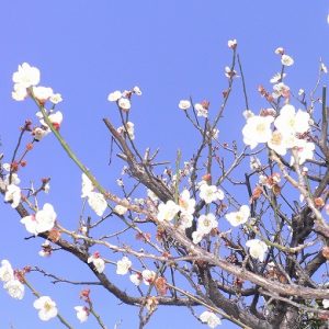 「伝統の祭り」