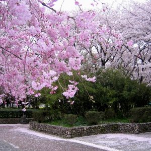 「幽玄の美　桜吹雪」