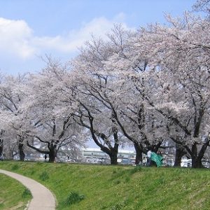 「わくわくの花見」