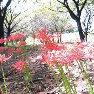 ｢彼岸花｣