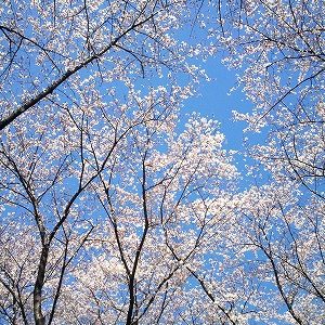 ｢弥生の空｣