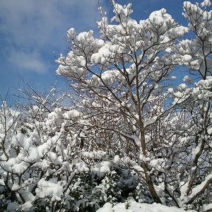 「美しい雪｣