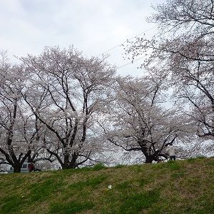 「桜花爛漫｣