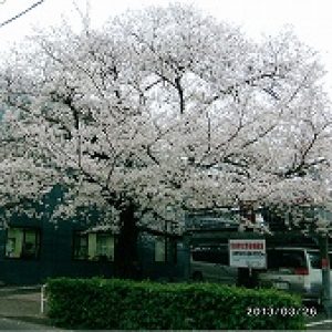 「樹齢８０年の桜花｣