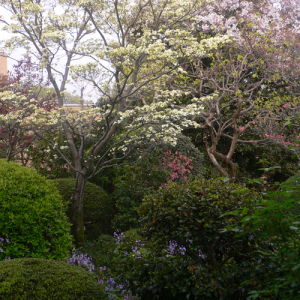 「お庭の花水木が咲いて来ました」