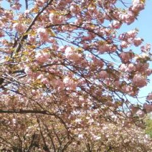 「人を見て　喜び咲かす　八重桜」