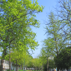 「公園の散歩道」