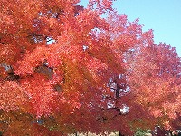 満開の紅葉