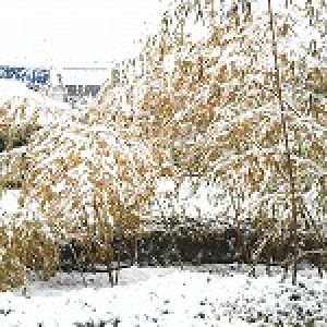 「雪のバレンタイン｣