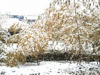 今年2回目の雪s-